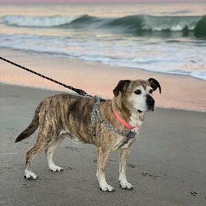 Meet your Posher, Ginger